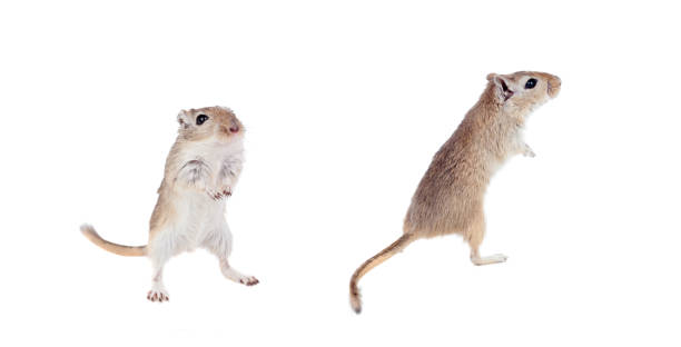 孤立した面白いゲルギル - mouse gerbil standing hamster ストックフォトと画像