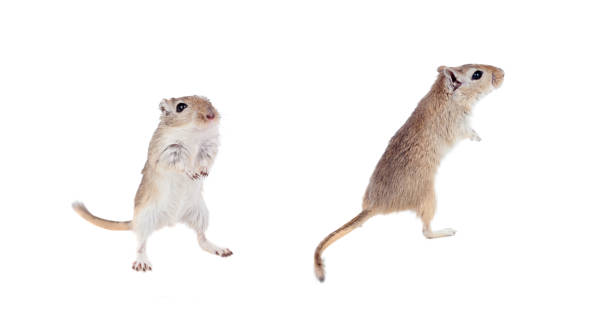 śmieszne gergils izolowane - mouse gerbil standing hamster zdjęcia i obrazy z banku zdjęć