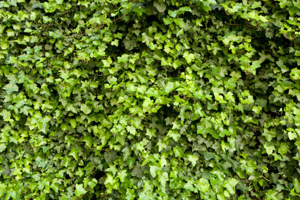 istock Close-up of a green hedge 1187675929