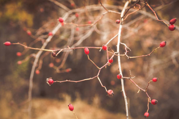 istock Red rosehip berries autumn background 1187675946