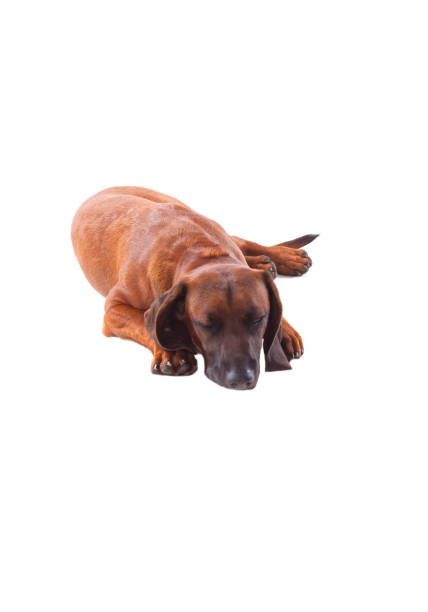 istock Brown hound of Bavarian 1187675952