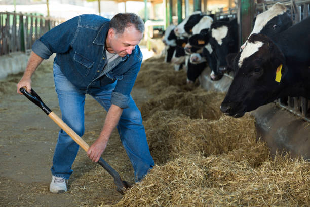 istock Male farmer who is feeding beasts 1187676016