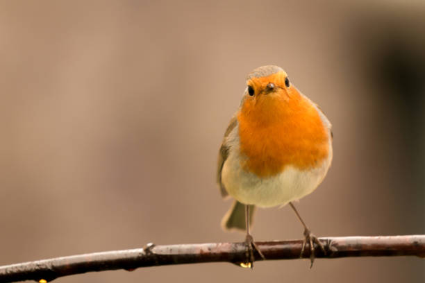 istock Pretty Bird With a Nice Orange Red Plumage 1187676542