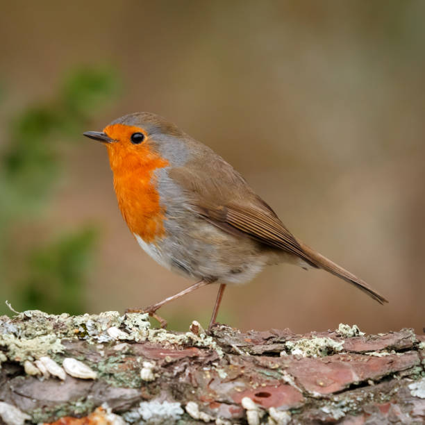 istock Pretty bird With a nice orange red plumage 1187676548
