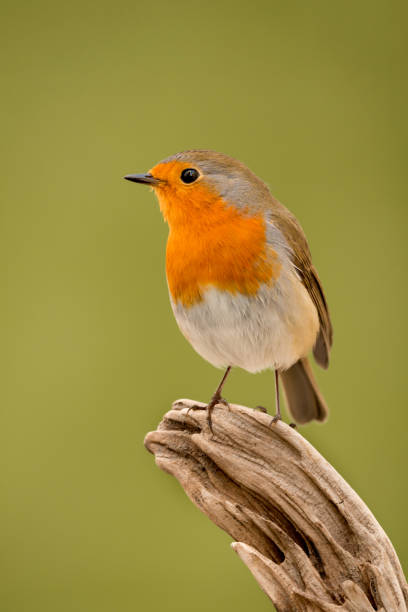 istock Pretty Bird With a Nice Orange Red Plumage 1187676562