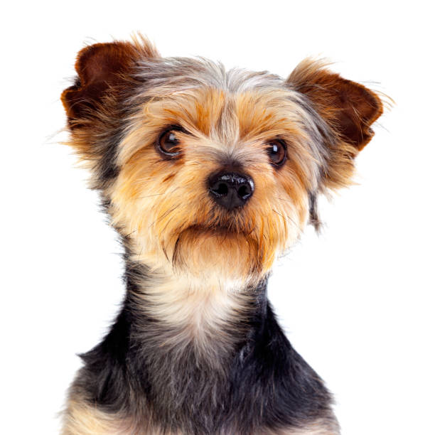 istock Cute small dog with cutted hair 1187677765