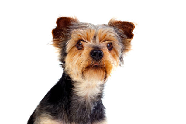 istock Cute small dog with cut hair 1187677772