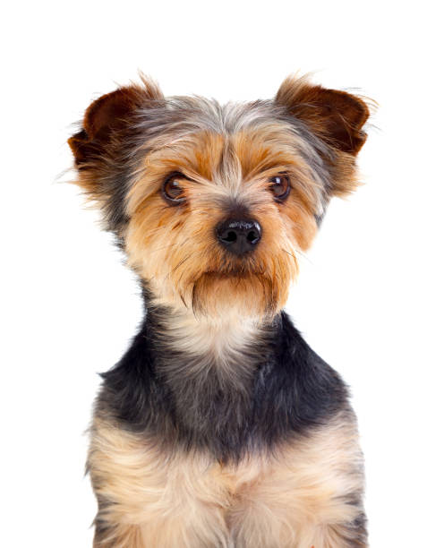 istock Cute small dog with cutted hair 1187677778