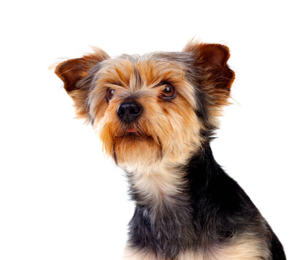 istock Cute small dog with cut hair 1187677784