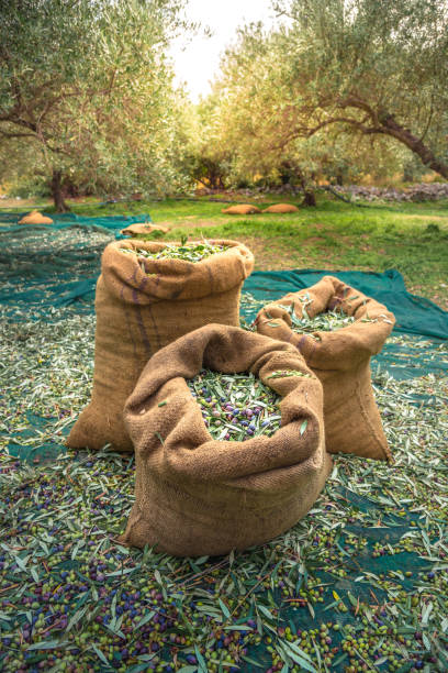 olive fresche raccolte in sacchi in un campo di creta, grecia per la produzione di olio d'oliva, utilizzando reti verdi. - oliveto foto e immagini stock