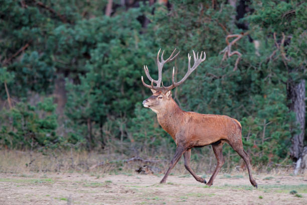 istock red deer stag in rutting season 1187677938