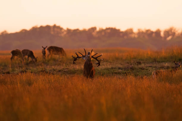 istock red deer stag in rutting season 1187677964