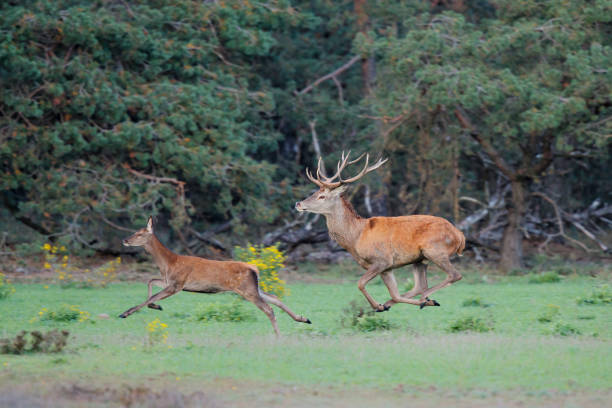 istock red deer stag in rutting season 1187678066
