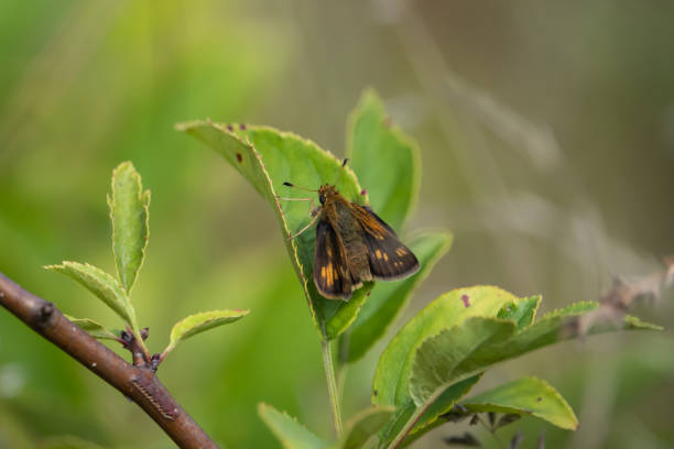 istock Peck's Skipper Butterfly on Leaf in Summer 1187679277