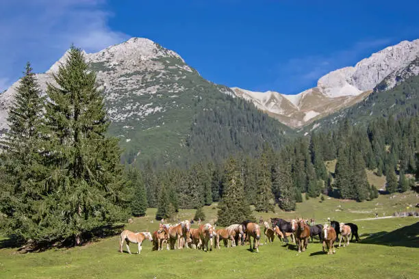 Haflinger horses  spends the summer on a high mountain meadow in Tyrol