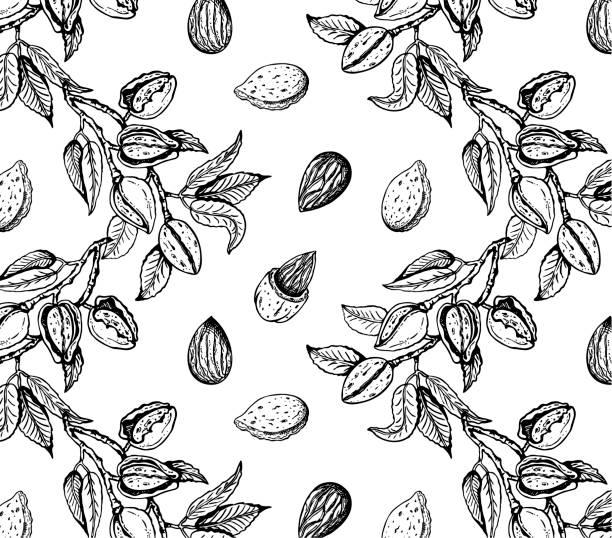 ilustraciones, imágenes clip art, dibujos animados e iconos de stock de ilustración vectorial - almendra