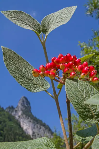 Plant detail of the Arrowwood with their red fruit against a background of Kofel