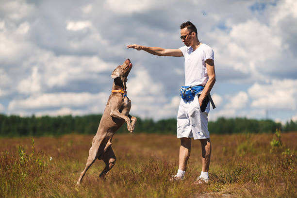 istock Man training dog in rural field in summer day 1187680358