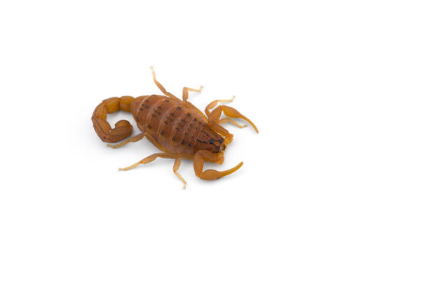 istock African venom Scorpion isolated on white background 1187680459