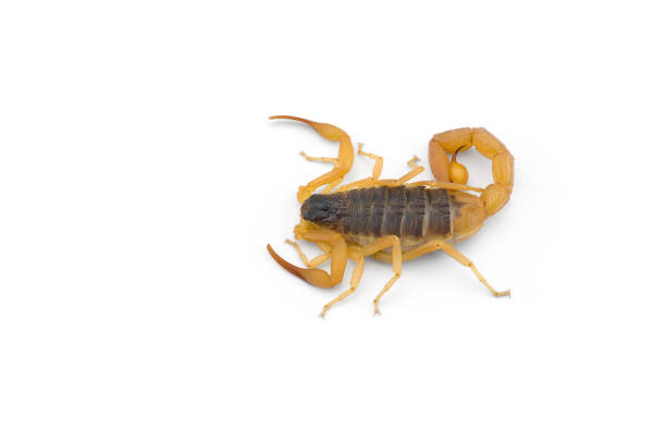 istock African venom Scorpion isolated on white background 1187680472