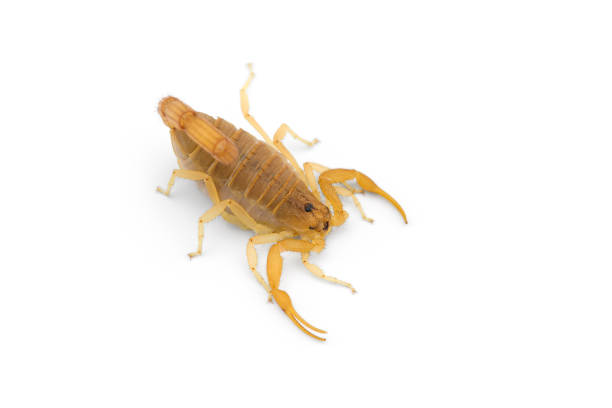 istock African venom Scorpion isolated on white background 1187680475