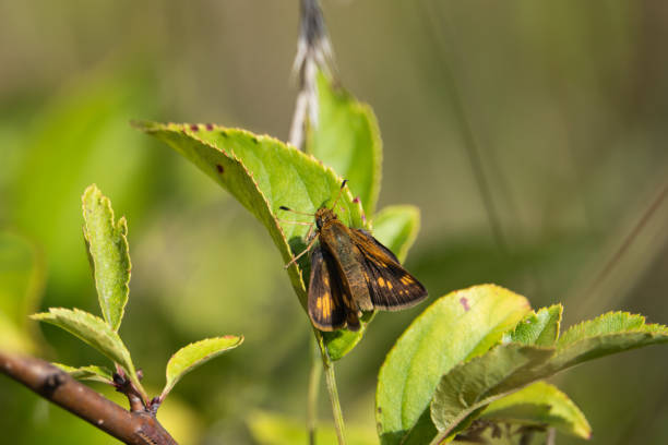 istock Peck's Skipper Butterfly on Leaf in Summer 1187680634