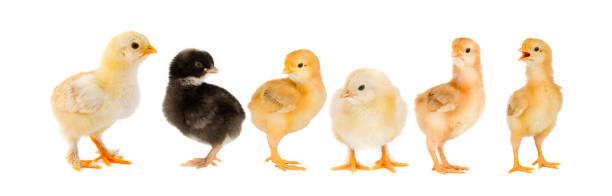 istock Yellow chickens looking at one black 1187681435