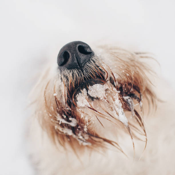 dog beard and nose close up, covered in ice