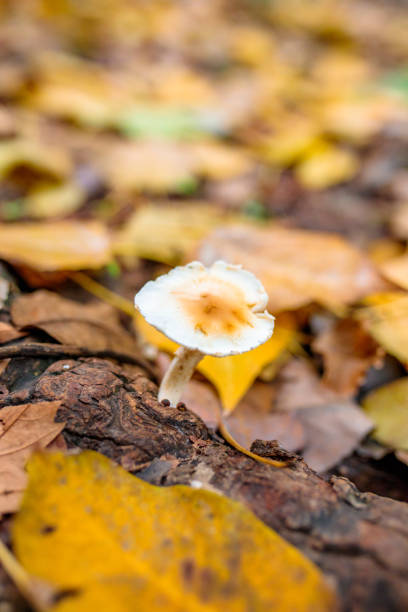 o cogumelo selvagem da floresta no fundo do outono vermelho, alaranjado ou marrom colorido ou folhas da estação da queda. - orange mushroom asia brown - fotografias e filmes do acervo