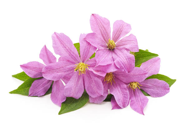 Bouquet of purple clematis.