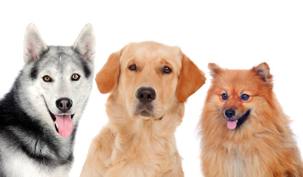 istock Three different adult dogs 1187682641