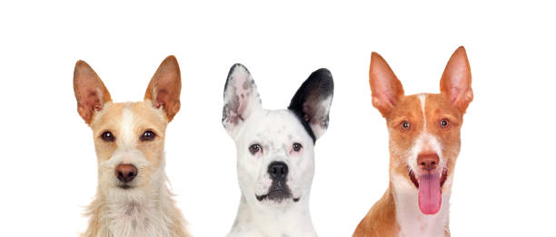 istock Differents dogs looking at camera with its big ears up 1187682659