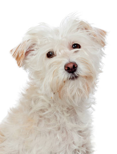 istock Beautiful white dog looking at camera 1187682660