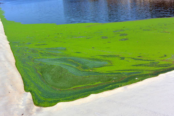 istock Green algae on the surface of an artificial reservoir 1187682712