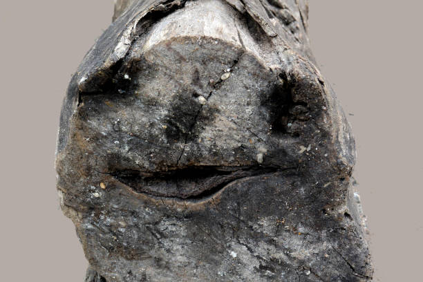 istock Gray smiling stump, isolated, on a light background 1187682791