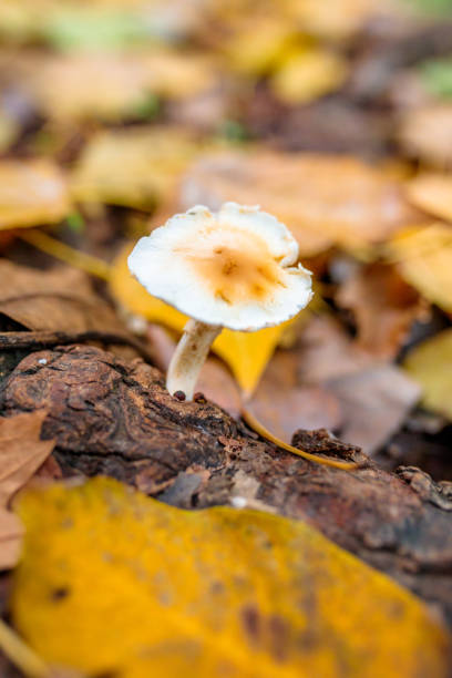 o cogumelo selvagem da floresta no fundo do outono vermelho, alaranjado ou marrom colorido ou folhas da estação da queda. - orange mushroom asia brown - fotografias e filmes do acervo