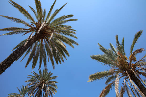 istock Public Park in Palermo on Sicily. Italy 1187683612