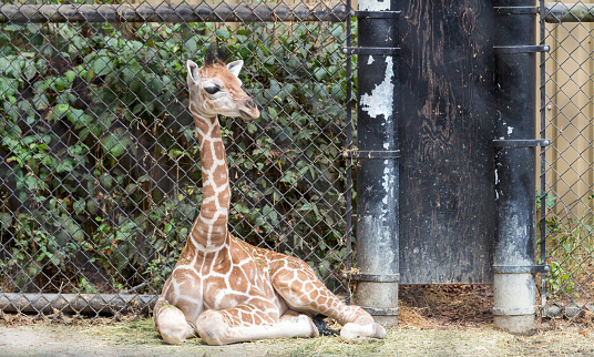Young giraffe sitting