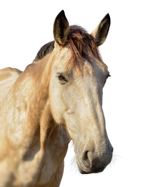 istock Brown horse head isolated on white 1187683984