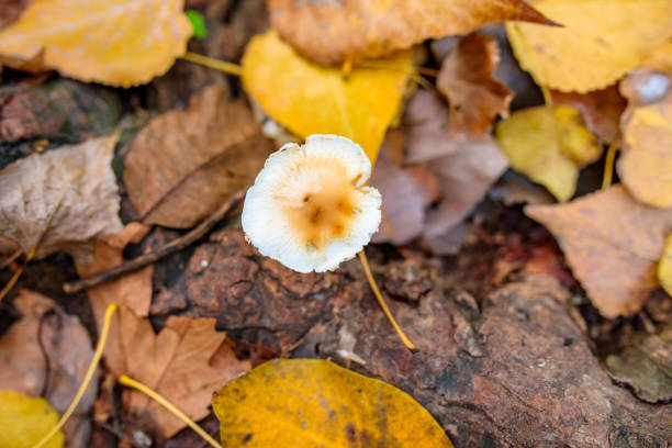 o cogumelo selvagem da floresta no fundo do outono vermelho, alaranjado ou marrom colorido ou folhas da estação da queda. - orange mushroom asia brown - fotografias e filmes do acervo