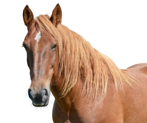 istock Brown horse head isolated on white 1187684031