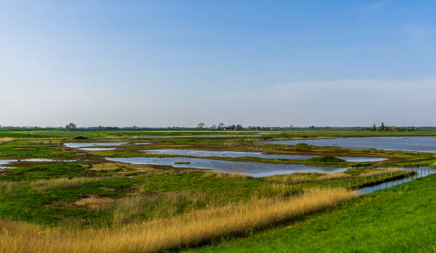istock nature reserve schakerloopolder in Tholen, popular town in zeeland, The Netherlands 1187684375