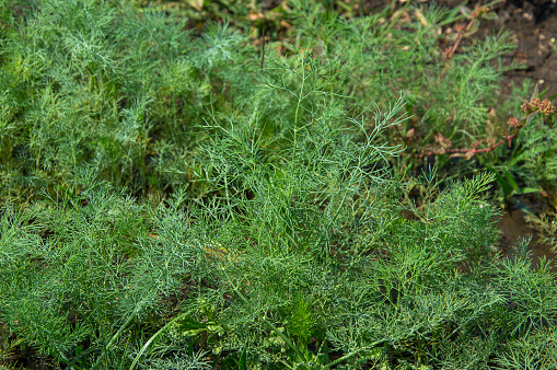 Flower of green dill (Anethum graveolens) grow in agricultural field.