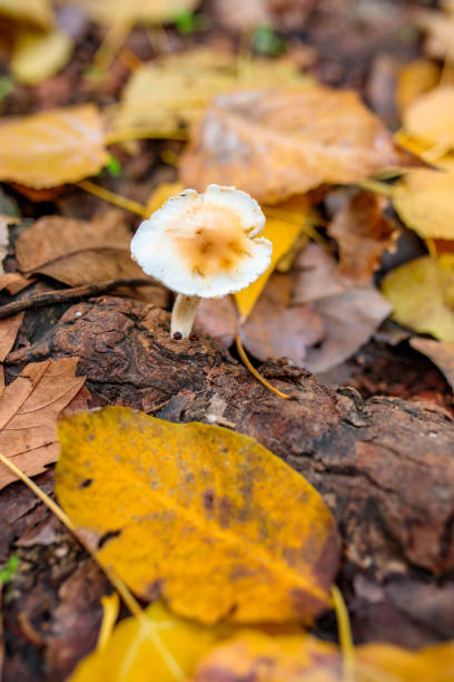 o cogumelo selvagem da floresta no fundo do outono vermelho, alaranjado ou marrom colorido ou folhas da estação da queda. - orange mushroom asia brown - fotografias e filmes do acervo