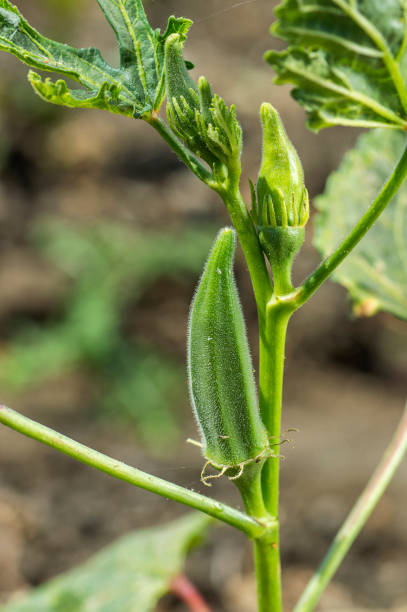 istock Young Okra Plant (Lady Finger) at farm field 1187686596