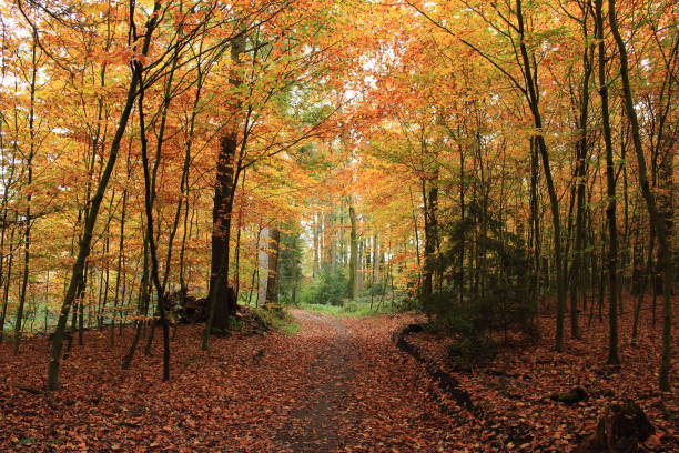 istock Hiking trail in autumn 1187686735