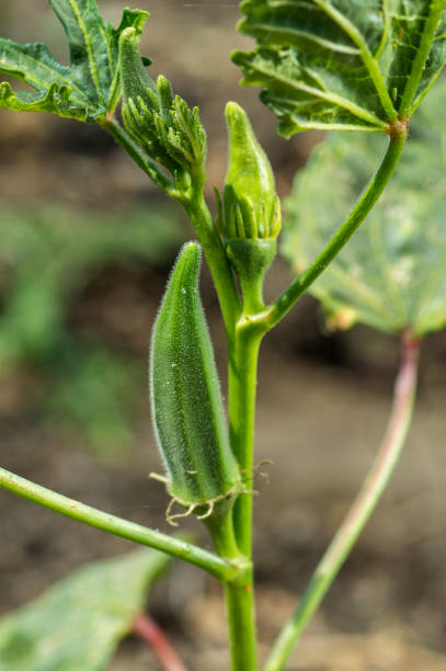 istock Young Okra Plant (Lady Finger) at farm field 1187687348