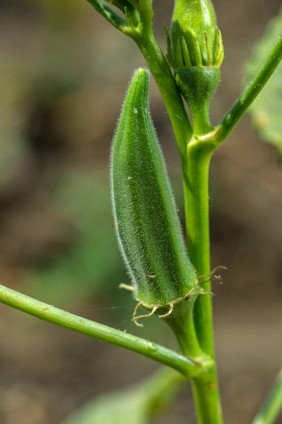 istock Young Okra Plant (Lady Finger) at farm field 1187687660