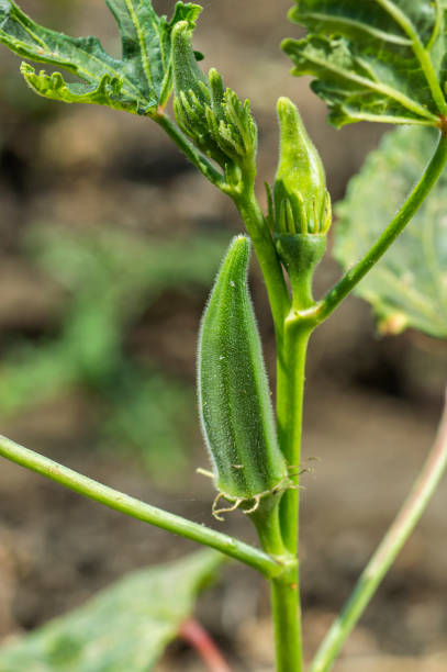 istock Young Okra Plant (Lady Finger) at farm field 1187687785