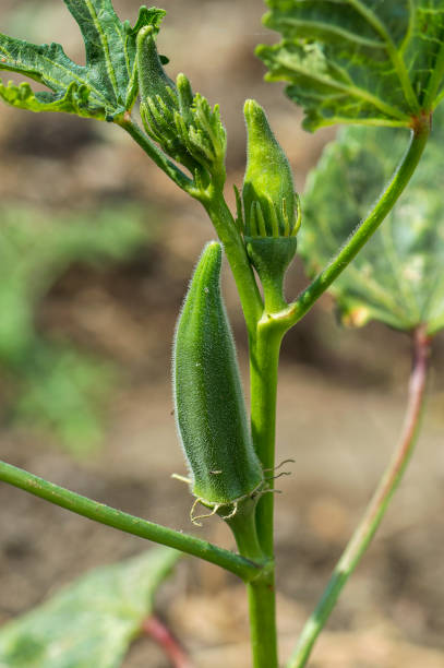 istock Young Okra Plant (Lady Finger) at farm field 1187688015